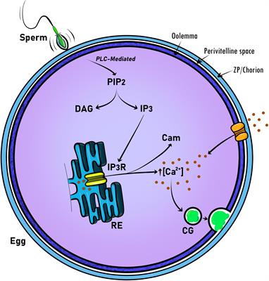 Knockin’ on Egg’s Door: Maternal Control of Egg Activation That Influences Cortical Granule Exocytosis in Animal Species